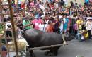 Carabao Festival, Philippines: Water buffalo kneeling in front of the church